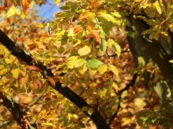 Rotbuche -Günstiges Erd Seele Geschäft rotbuche m000028 w 8