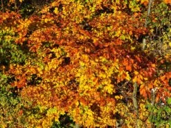 Rotbuche -Günstiges Erd Seele Geschäft rotbuche m000028 w 9