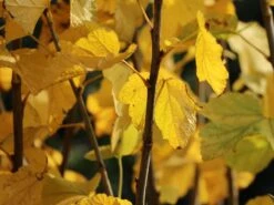 Rote Johannisbeere 'Jonkheer Van Tets' -Günstiges Erd Seele Geschäft rote johannisbeere jonkheer van tets m002484 w 4