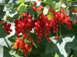 Rote Johannisbeere 'Jonkheer Van Tets' -Günstiges Erd Seele Geschäft rote johannisbeere jonkheer van tets m002484 w 6