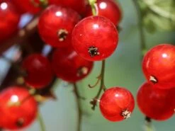 Rote Johannisbeere 'Rolan' 18 Rote Johannisbeere 'Rolan' -Günstiges Erd Seele Geschäft rote johannisbeere rolan m002488 w 0