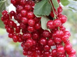 Rote Johannisbeere 'Rolan' 16 Rote Johannisbeere 'Rolan' -Günstiges Erd Seele Geschäft rote johannisbeere rolan m002488 w 1