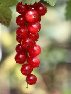 Rote Johannisbeere 'Rolan' 17 Rote Johannisbeere 'Rolan' -Günstiges Erd Seele Geschäft rote johannisbeere rolan m002488 w 2