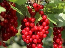 Rote Johannisbeere 'Rolan' 21 Rote Johannisbeere 'Rolan' -Günstiges Erd Seele Geschäft rote johannisbeere rolan m002488 w 3