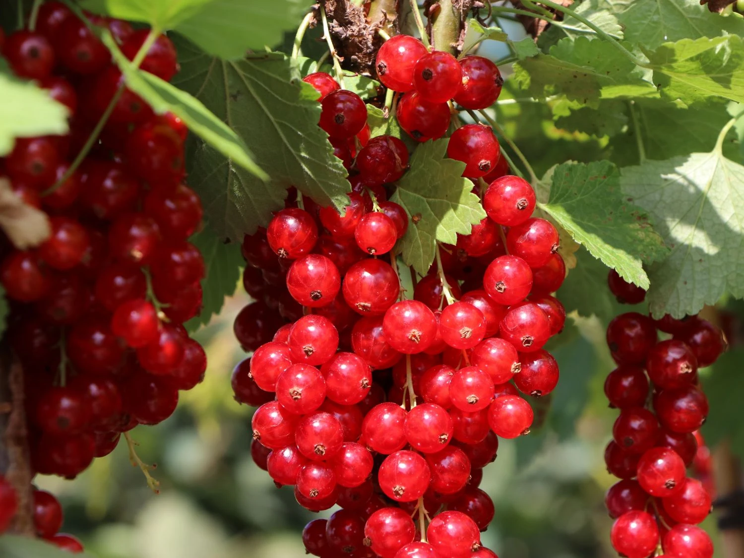 Rote Johannisbeere 'Rolan' 10 Rote Johannisbeere 'Rolan' – Bild 8