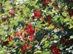 Rote Johannisbeere 'Rolan' 22 Rote Johannisbeere 'Rolan' -Günstiges Erd Seele Geschäft rote johannisbeere rolan m002488 w 4