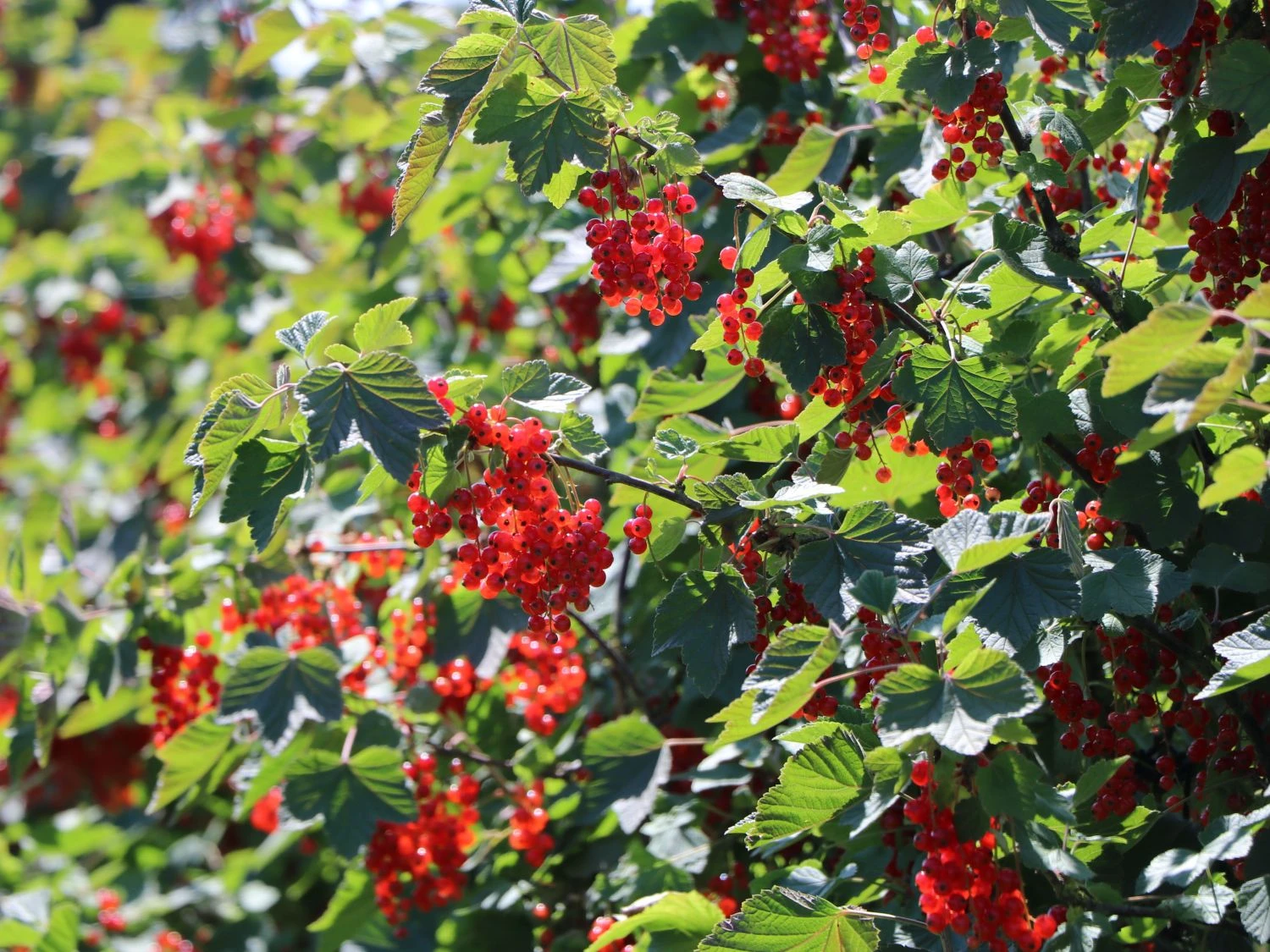 Rote Johannisbeere 'Rolan' 11 Rote Johannisbeere 'Rolan' – Bild 9