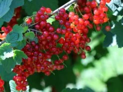 Rote Johannisbeere 'Rolan' 19 Rote Johannisbeere 'Rolan' -Günstiges Erd Seele Geschäft rote johannisbeere rolan m002488 w 5