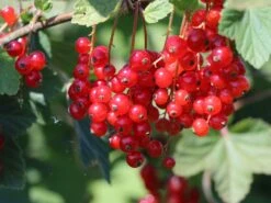 Rote Johannisbeere 'Rolan' 20 Rote Johannisbeere 'Rolan' -Günstiges Erd Seele Geschäft rote johannisbeere rolan m002488 w 6