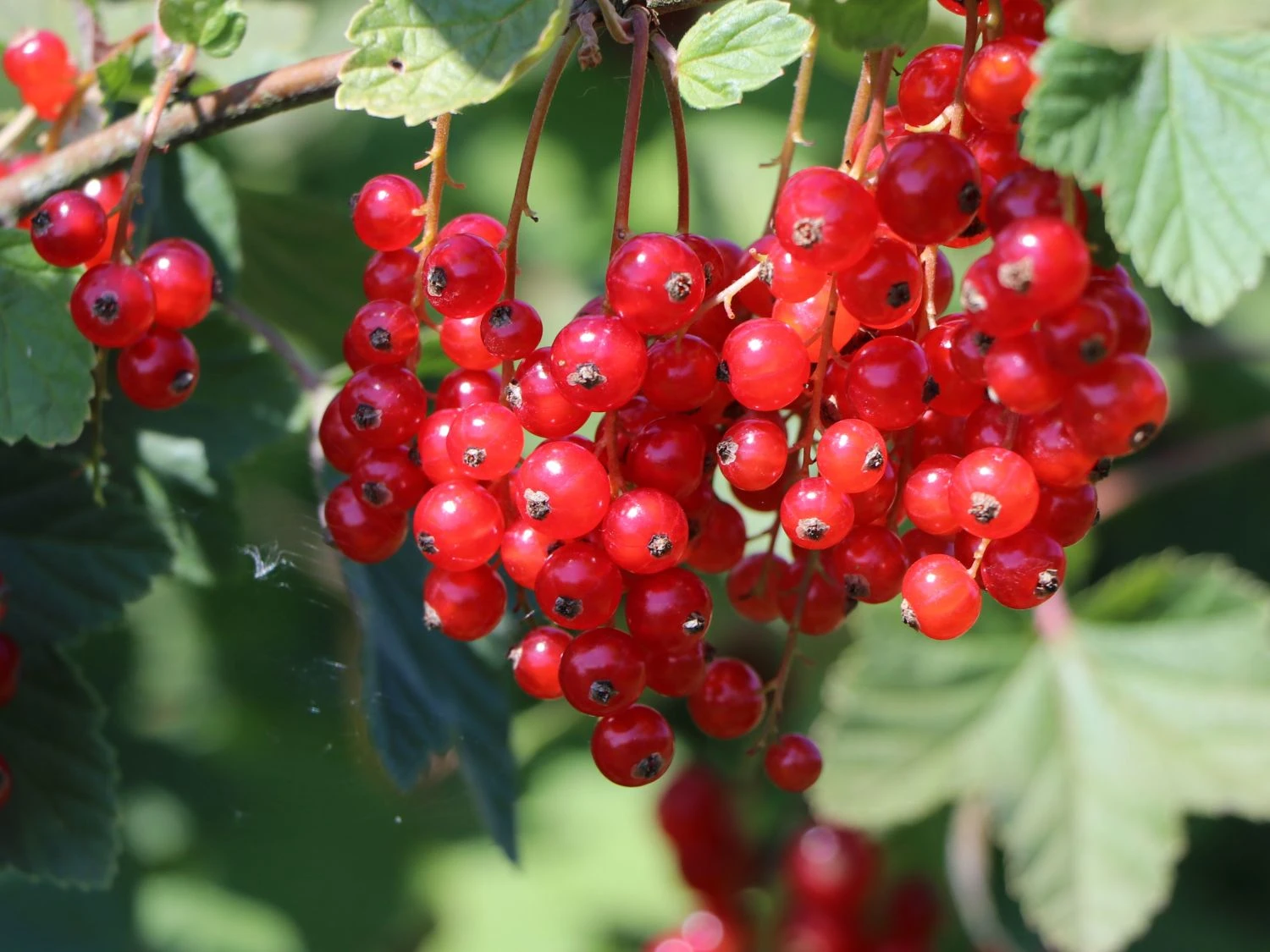 Rote Johannisbeere 'Rolan' 9 Rote Johannisbeere 'Rolan' – Bild 7