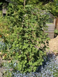 Rote Johannisbeere 'Rolan' 15 Rote Johannisbeere 'Rolan' -Günstiges Erd Seele Geschäft rote johannisbeere rolan m002488 w 7