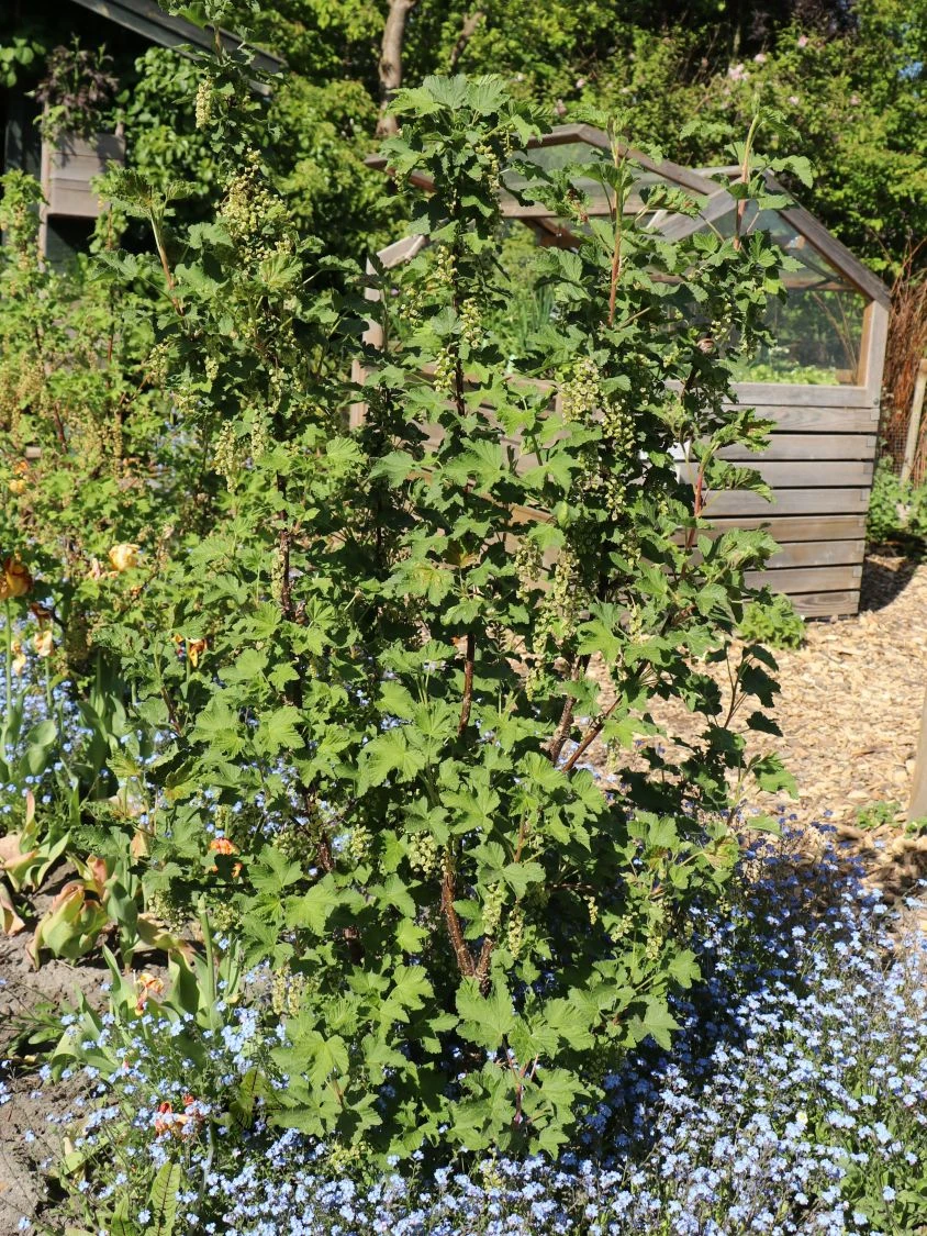 Rote Johannisbeere 'Rolan' 4 Rote Johannisbeere 'Rolan' – Bild 2