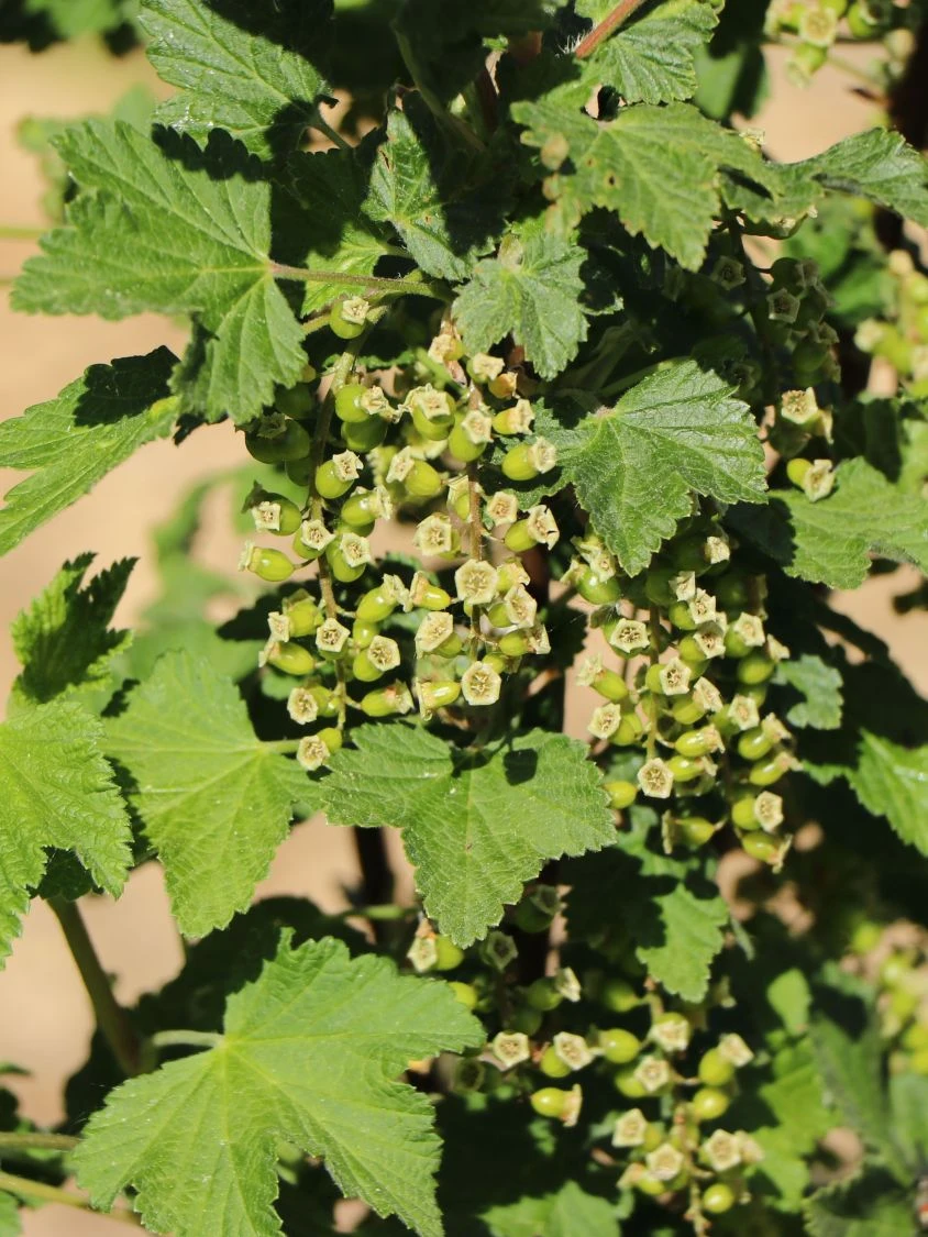 Rote Johannisbeere 'Rolan' 12 Rote Johannisbeere 'Rolan' – Bild 10