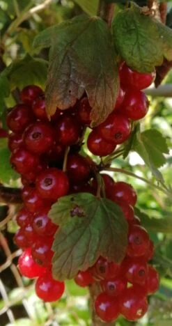 Rote Johannisbeere 'Rovada' -Günstiges Erd Seele Geschäft rote johannisbeere rovada m002492 1194303 0