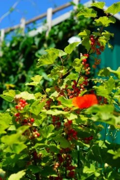 Rote Johannisbeere 'Rovada' -Günstiges Erd Seele Geschäft rote johannisbeere rovada m002492 861554 0