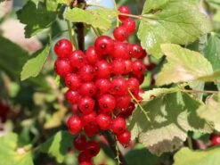 Rote Johannisbeere 'Rovada' -Günstiges Erd Seele Geschäft rote johannisbeere rovada m002492 w 0