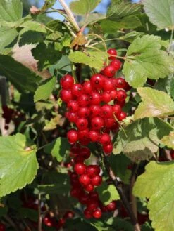 Rote Johannisbeere 'Rovada' -Günstiges Erd Seele Geschäft rote johannisbeere rovada m002492 w 1