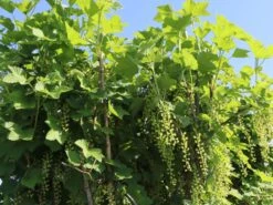 Rote Johannisbeere 'Rovada' -Günstiges Erd Seele Geschäft rote johannisbeere rovada m002492 w 4