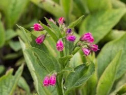 Roter Beinwell -Günstiges Erd Seele Geschäft roter beinwell m079195 w 0