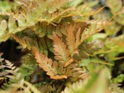 Rotschleierfarn -Günstiges Erd Seele Geschäft rotschleierfarn m105115 w 0