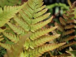 Rotschleierfarn -Günstiges Erd Seele Geschäft rotschleierfarn m105115 w 1