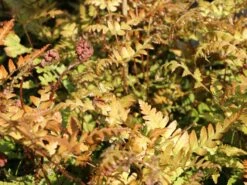 Rotschleierfarn -Günstiges Erd Seele Geschäft rotschleierfarn m105115 w 4