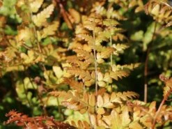 Rotschleierfarn -Günstiges Erd Seele Geschäft rotschleierfarn m105115 w 5