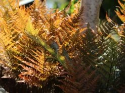 Rotschleierfarn -Günstiges Erd Seele Geschäft rotschleierfarn m105115 w 6