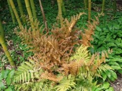 Rotschleierfarn -Günstiges Erd Seele Geschäft rotschleierfarn m105115 w 8