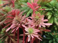 Rouys Wolfsmilch 13 Rouys Wolfsmilch -Günstiges Erd Seele Geschäft rouys wolfsmilch m062123 w 0