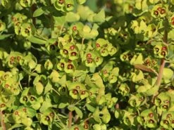 Rouys Wolfsmilch 15 Rouys Wolfsmilch -Günstiges Erd Seele Geschäft rouys wolfsmilch m062123 w 2