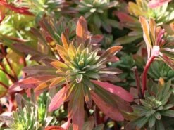 Rouys Wolfsmilch 11 Rouys Wolfsmilch -Günstiges Erd Seele Geschäft rouys wolfsmilch m062123 w 3