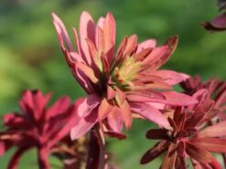 Rouys Wolfsmilch 14 Rouys Wolfsmilch -Günstiges Erd Seele Geschäft rouys wolfsmilch m062123 w 4