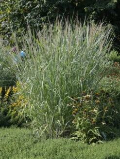 Ruten-Hirse 'Dallas Blues' ® 7 Ruten-Hirse 'Dallas Blues' ® -Günstiges Erd Seele Geschäft ruten hirse dallas blues m080071 w 0 1