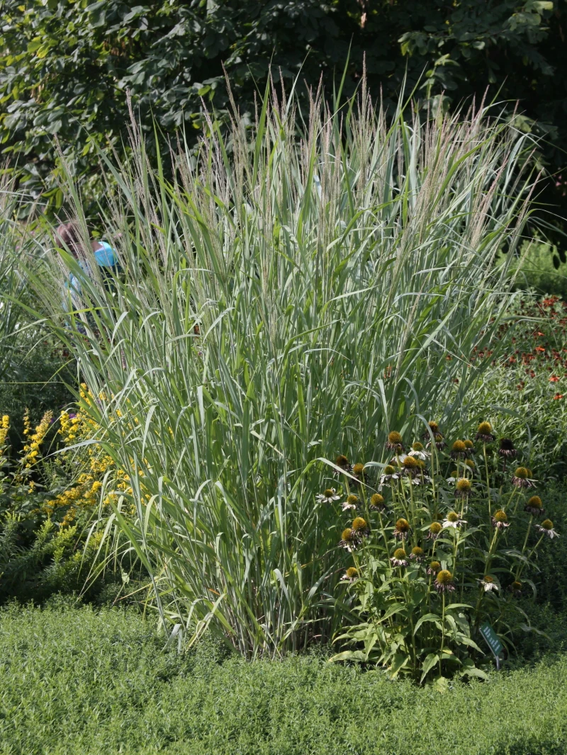 Ruten-Hirse 'Dallas Blues' ® 5 Ruten-Hirse 'Dallas Blues' ® – Bild 3