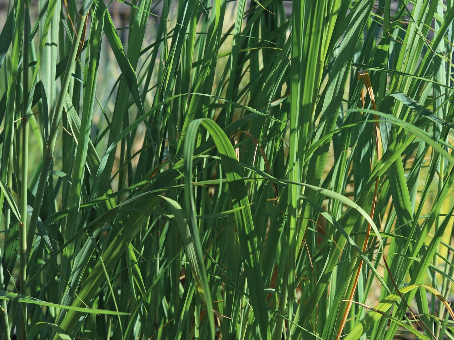 Ruten-Hirse 'Dallas Blues' ® 4 Ruten-Hirse 'Dallas Blues' ® – Bild 2