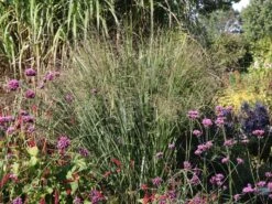 Ruten-Hirse 'Northwind' -Günstiges Erd Seele Geschäft ruten hirse northwind m084367 w 0