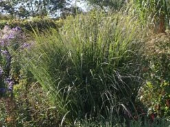 Ruten-Hirse 'Northwind' -Günstiges Erd Seele Geschäft ruten hirse northwind m084367 w 1