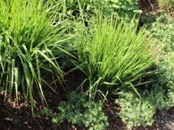 Ruten-Hirse 'Northwind' -Günstiges Erd Seele Geschäft ruten hirse northwind m084367 w 11