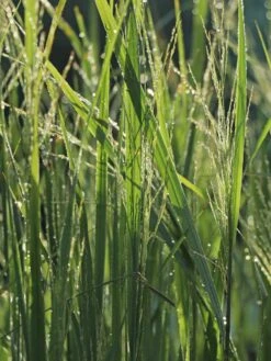 Ruten-Hirse 'Northwind' -Günstiges Erd Seele Geschäft ruten hirse northwind m084367 w 3