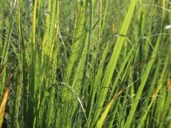 Ruten-Hirse 'Northwind' -Günstiges Erd Seele Geschäft ruten hirse northwind m084367 w 4