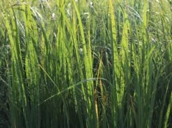 Ruten-Hirse 'Northwind' -Günstiges Erd Seele Geschäft ruten hirse northwind m084367 w 5