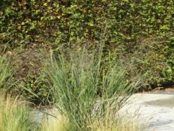 Ruten-Hirse 'Northwind' -Günstiges Erd Seele Geschäft ruten hirse northwind m084367 w 6