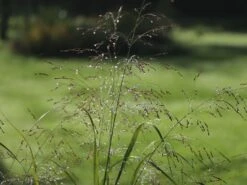 Ruten-Hirse 'Northwind' -Günstiges Erd Seele Geschäft ruten hirse northwind m084367 w 7