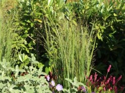 Ruten-Hirse 'Northwind' -Günstiges Erd Seele Geschäft ruten hirse northwind m084367 w 9