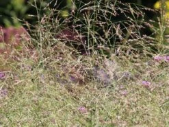 Ruten Hirse 'Prairie Sky' -Günstiges Erd Seele Geschäft ruten hirse prairie sky m059829 w 0