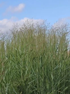 Ruten Hirse 'Prairie Sky' -Günstiges Erd Seele Geschäft ruten hirse prairie sky m059829 w 2