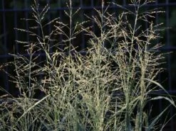 Ruten Hirse 'Prairie Sky' -Günstiges Erd Seele Geschäft ruten hirse prairie sky m059829 w 3