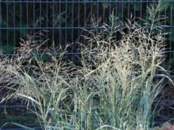 Ruten Hirse 'Prairie Sky' -Günstiges Erd Seele Geschäft ruten hirse prairie sky m059829 w 4