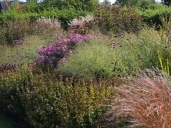 Ruten Hirse 'Prairie Sky' -Günstiges Erd Seele Geschäft ruten hirse prairie sky m059829 w 5